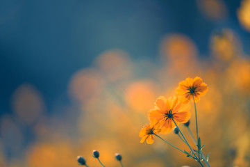 大班体育活动教学反思